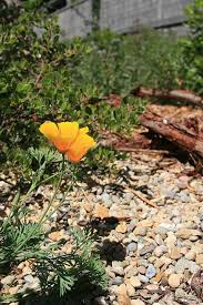Attēlu rezultāti vaicājumam “Eschscholzia californica leaf”