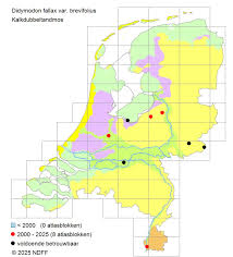 Attēlu rezultāti vaicājumam “Didymodon fallax var. brevifolius”