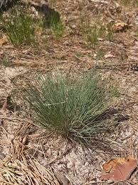 Attēlu rezultāti vaicājumam “Corynephorus canescens leaf”