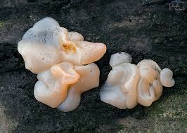 Attēlu rezultāti vaicājumam “Craterocolla cerasi”