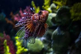 Image result for Pterois miles