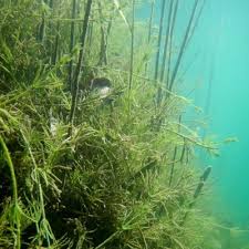 Attēlu rezultāti vaicājumam “Chara intermedia male”