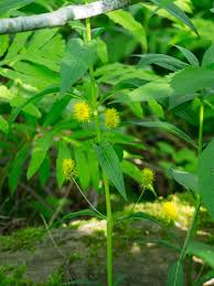 Attēlu rezultāti vaicājumam “Lysimachia thyrsiflora”