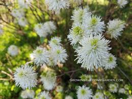Attēlu rezultāti vaicājumam “Fothergilla major”
