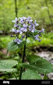 Attēlu rezultāti vaicājumam “Lunaria rediviva flower”