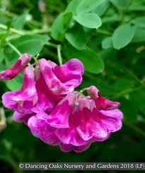 Attēlu rezultāti vaicājumam “Lathyrus niger”