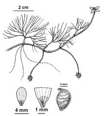 Attēlu rezultāti vaicājumam “Batrachium”