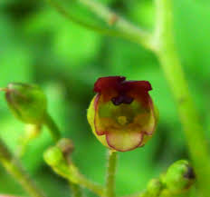 Attēlu rezultāti vaicājumam “Scrophularia umbrosa flower”
