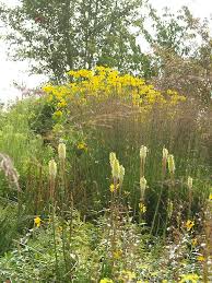 Attēlu rezultāti vaicājumam “Molinia caerulea flower”