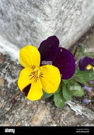 Attēlu rezultāti vaicājumam “Viola x williamsii”
