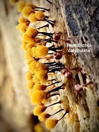 Attēlu rezultāti vaicājumam “Hemitrichia calyculata young”