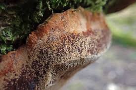 Attēlu rezultāti vaicājumam “Phellinus”