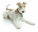 Wirehaired Fox Terrier Information and Pictures