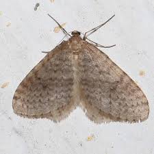 Attēlu rezultāti vaicājumam “Operophtera”