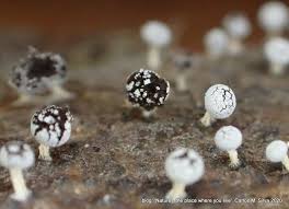 Attēlu rezultāti vaicājumam “Didymium squamulosum”