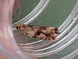 Attēlu rezultāti vaicājumam “Epinotia immundana”