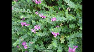 Attēlu rezultāti vaicājumam “Polygala comosa leaf”