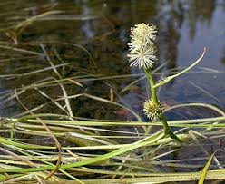 Attēlu rezultāti vaicājumam “Sparganium minimum leaf”