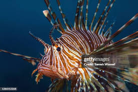 Image result for Pterois miles