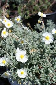 Attēlu rezultāti vaicājumam “Helianthemum x hybridum”