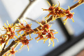 Attēlu rezultāti vaicājumam “Hamamelis vernalis flower”