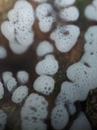 Attēlu rezultāti vaicājumam “Lycogala conicum sessile”