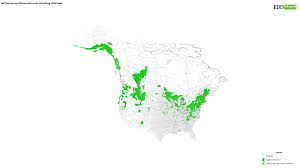 Attēlu rezultāti vaicājumam “Ranunculus acris fruit”