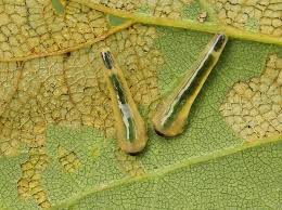 Attēlu rezultāti vaicājumam “Caliroa annulipes larva”