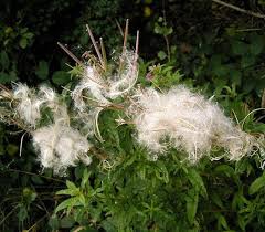 Attēlu rezultāti vaicājumam “Epilobium angustifolium bud”