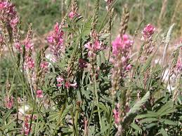 Image result for Onobrychis viciifolia