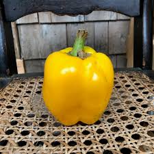 Afbeeldingsresultaat voor californian wonder golden sweet pepper