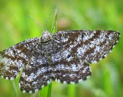 Attēlu rezultāti vaicājumam “Ematurga atomaria male”