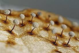 Attēlu rezultāti vaicājumam “Barbeyella minutissima macro”