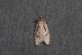 Attēlu rezultāti vaicājumam “Semioscopis avellanella”