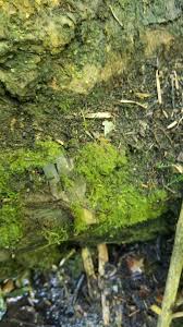 Attēlu rezultāti vaicājumam “Plagiothecium latebricola macro”