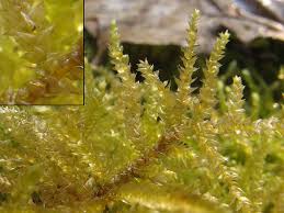 Attēlu rezultāti vaicājumam “Eurhynchium praelongum”