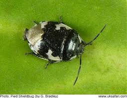 Attēlu rezultāti vaicājumam “Tritomegas bicolor”