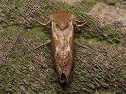 Attēlu rezultāti vaicājumam “Hepialus lupulinus”