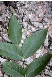 Attēlu rezultāti vaicājumam “Juglans cinerea leaf”