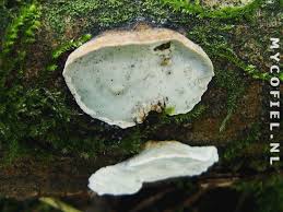 Attēlu rezultāti vaicājumam “Skeletocutis nivea”