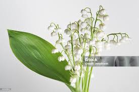 Attēlu rezultāti vaicājumam “Convallaria majalis bud”