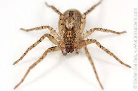 Attēlu rezultāti vaicājumam “Anyphaena accentuata”