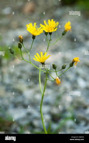 Attēlu rezultāti vaicājumam “Hieracium vulgatum leaf”