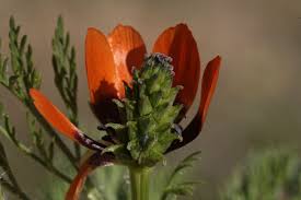 Image result for Adonis aestivalis