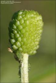 Attēlu rezultāti vaicājumam “Ranunculus sceleratus fruit”