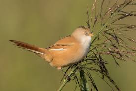 Attēlu rezultāti vaicājumam “Panurus biarmicus female”