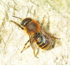 Attēlu rezultāti vaicājumam “Osmia bicolor”