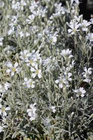 Attēlu rezultāti vaicājumam “Cerastium tomentosum flower”