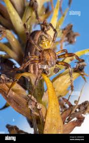 Attēlu rezultāti vaicājumam “Araneus quadratus male”