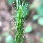 Attēlu rezultāti vaicājumam “Hordelymus europaeus fruit”